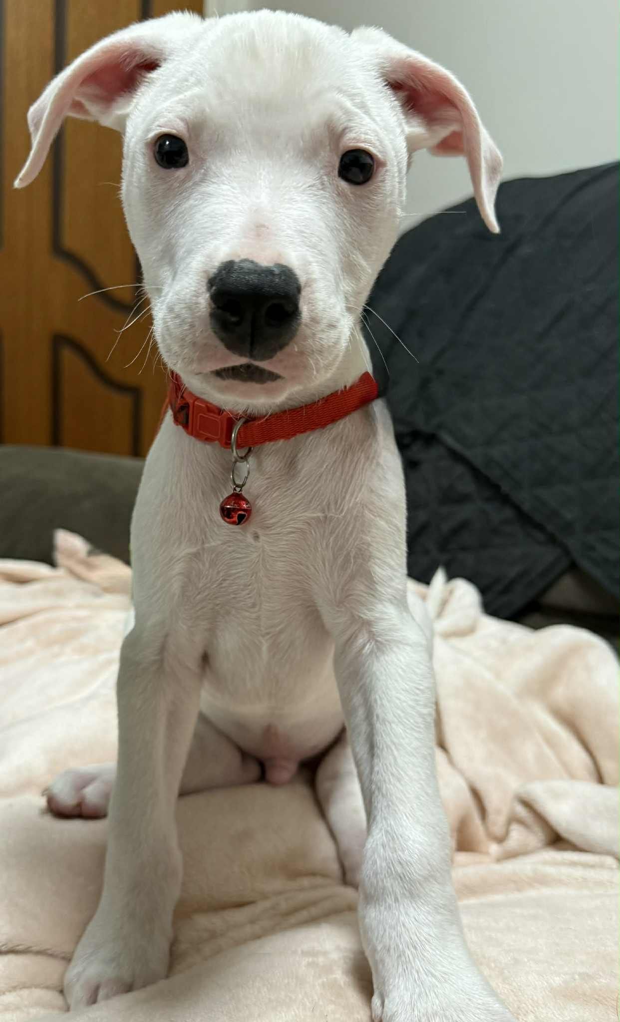 Harley Harley